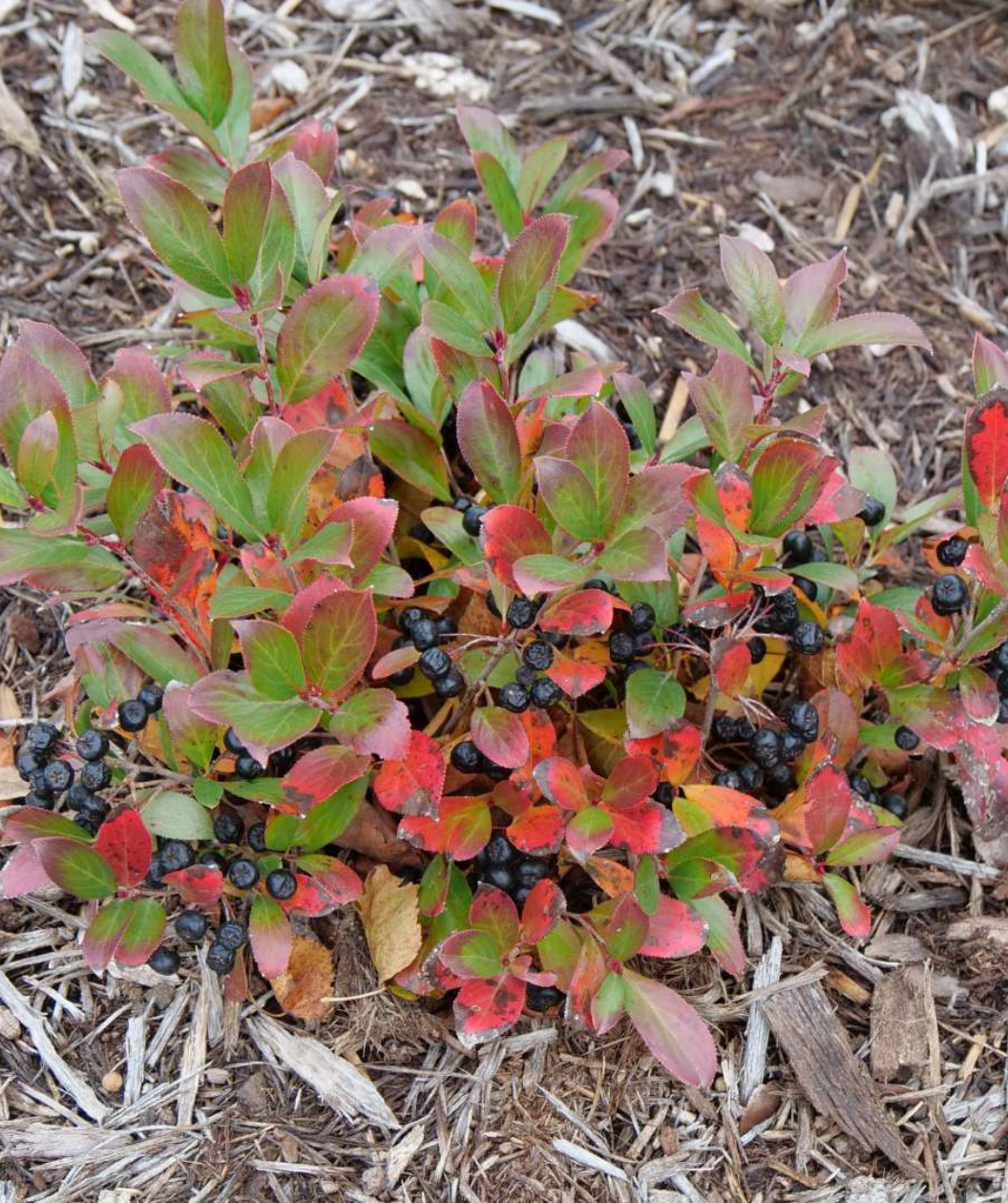 Ground Hug™ Chokeberry in Bulk