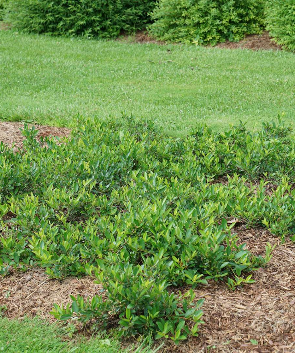 Ground Hug™ Chokeberry in Bulk
