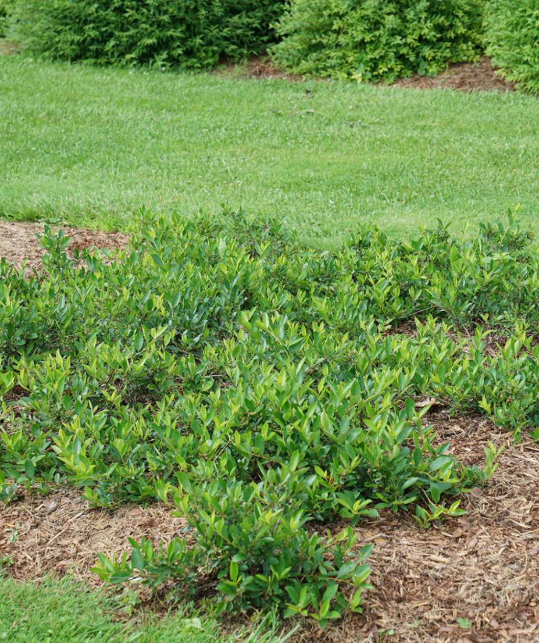 Ground Hug™ Chokeberry in Bulk