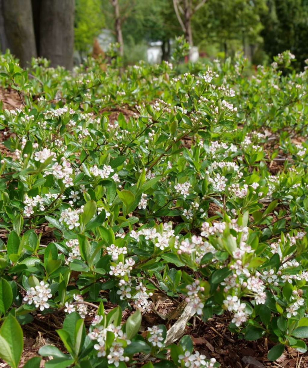 Ground Hug™ Chokeberry in Bulk