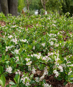Ground Hug™ Chokeberry in Bulk