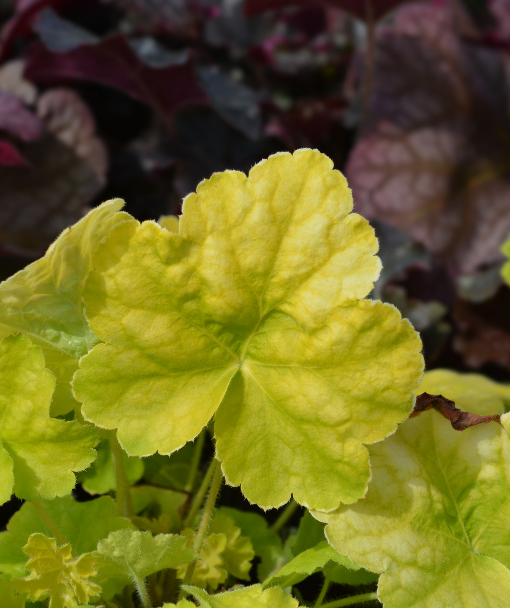 Close up of Guacamole Fancy-Leafed Coral Bells leaf, this yellow green leaf grows on a similar colored fuzzy stem, the edges of the leaf are rounded kind of resembling a fluffy cloud