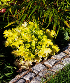 Guacamole Fancy-Leafed Coral Bells planted in a landscape, beautiful yellow green foliage with unique shaped leaves