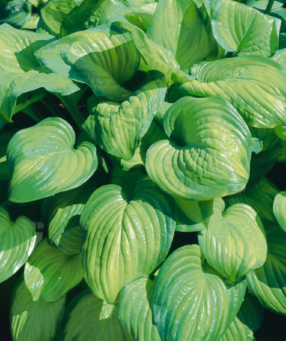 Guacamole Hosta closeup of green-blue foliage