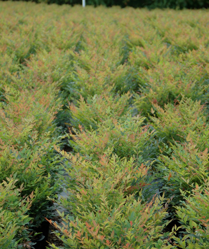 Gulf Stream Heavenly Bamboo green foliaged potted shrubs