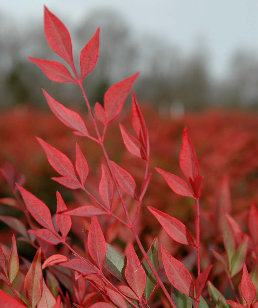 Gulf Stream Heavenly Bamboo red foliage