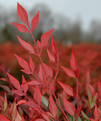 Gulf Stream Heavenly Bamboo red foliage