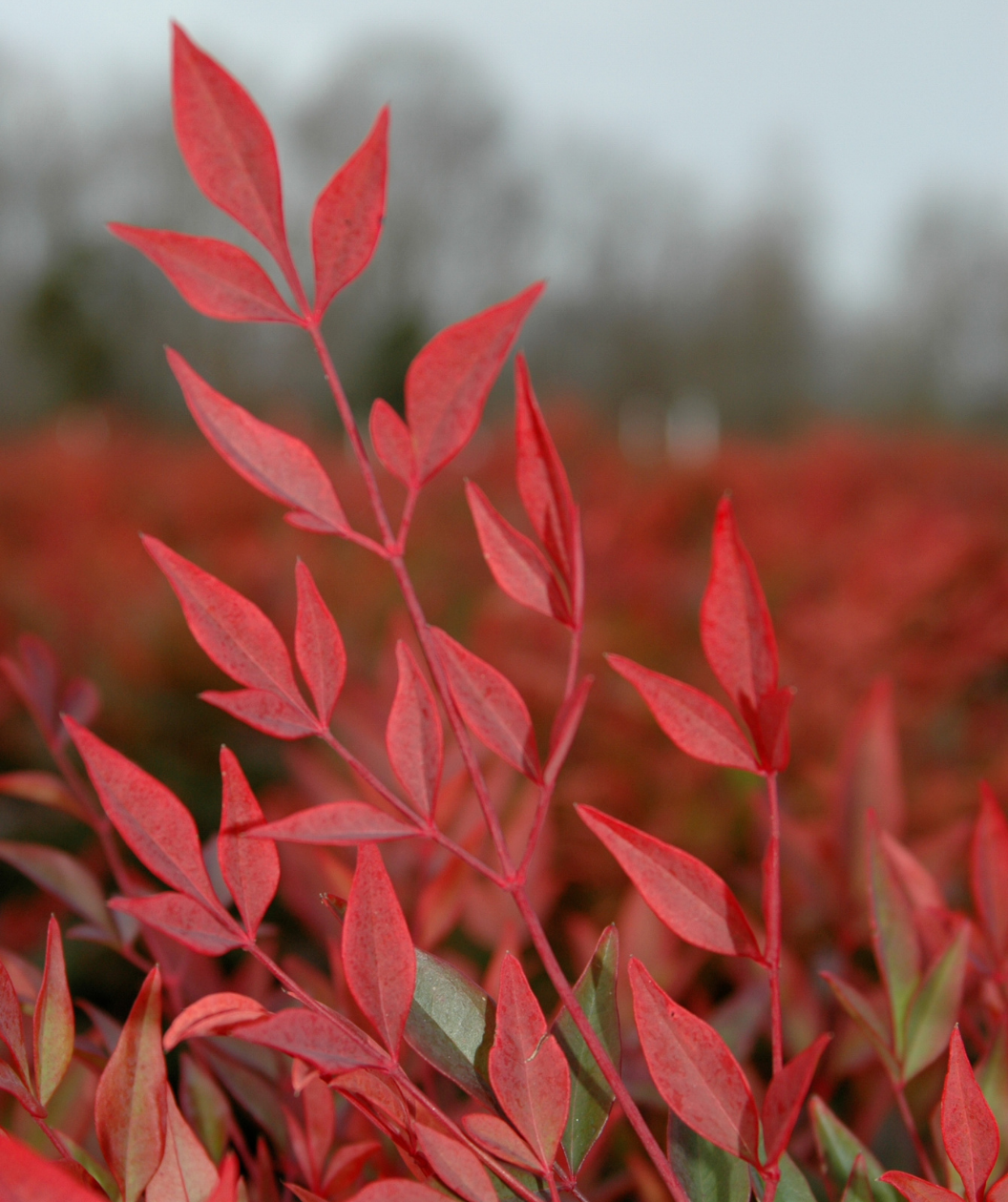 Gulf Stream Heavenly Bamboo