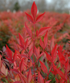 Gulf Stream Heavenly Bamboo red fall foliage shrub