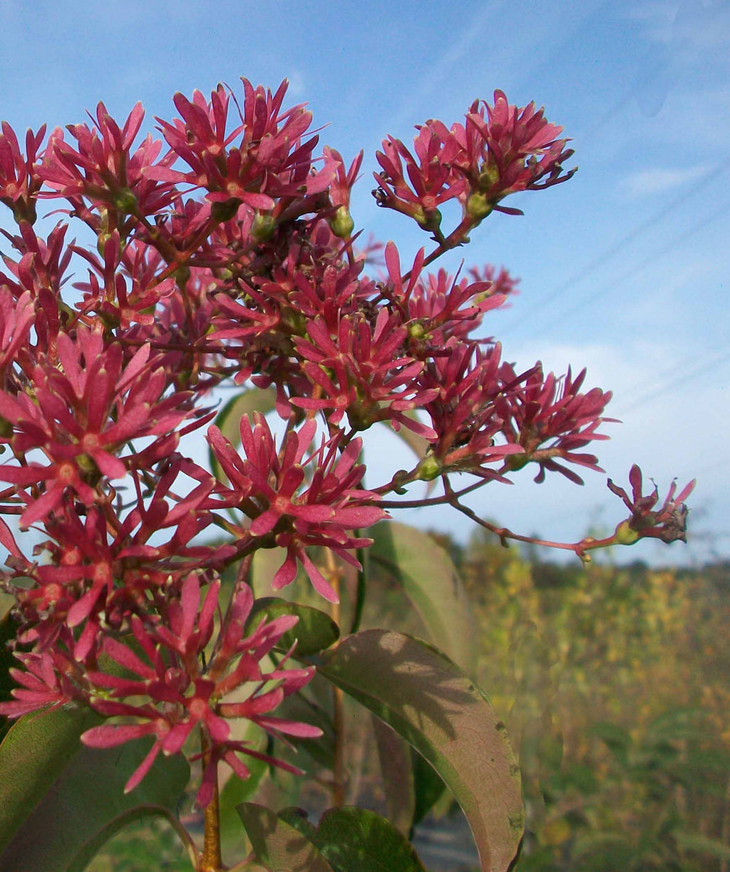 Seven Son Flower close up, lots of small dark pink colored flowers with green conical shaped leaves