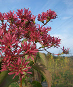 Seven Son Flower close up, lots of small dark pink colored flowers with green conical shaped leaves