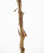 Close up of Seven Son Flower bark, very thin exfoliating top bark that is tan in color breaks away to show a whiter inner bark
