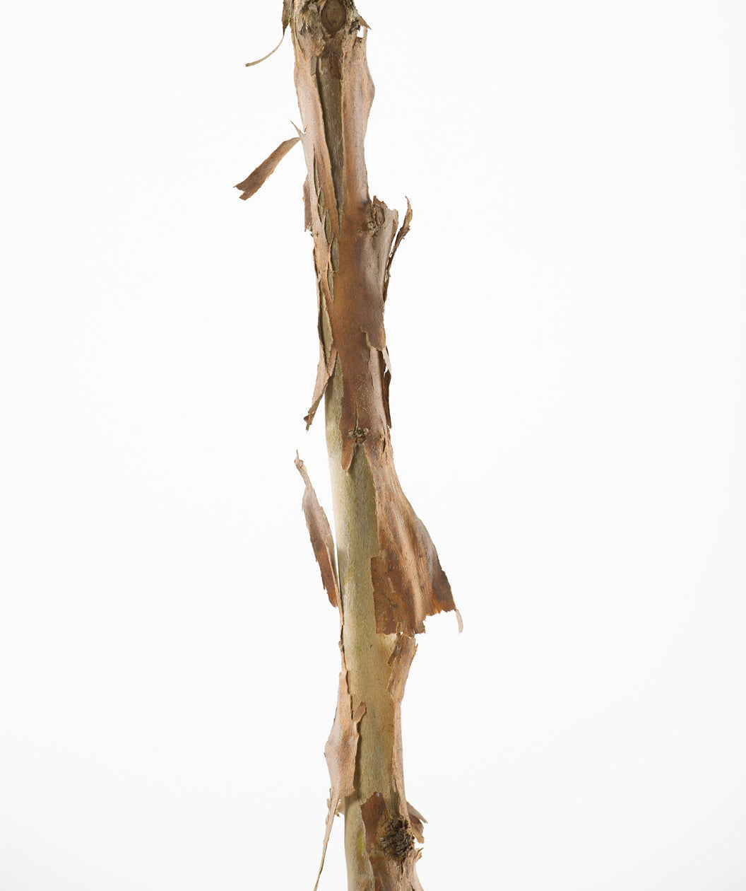 Close up of Seven Son Flower bark, very thin exfoliating top bark that is tan in color breaks away to show a whiter inner bark