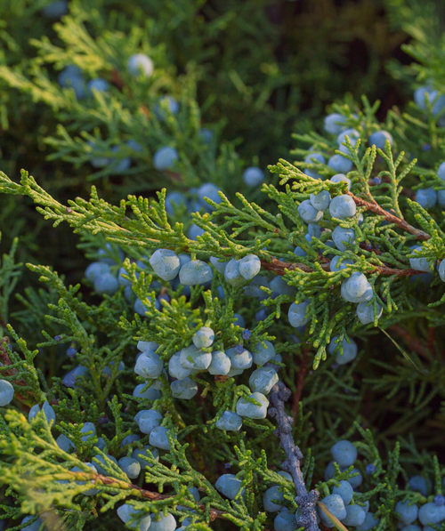 Hetzi Upright Juniper