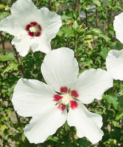 Close up of Red Heart Rose of Sharon flowers, two medium sized 5 petal flowers that are white in color with redish-pink centers