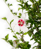 Close up of Red Heart Rose of Sharon Hibiscus flower, medium sized 5 petal flower that is white in color with a redish-pink center