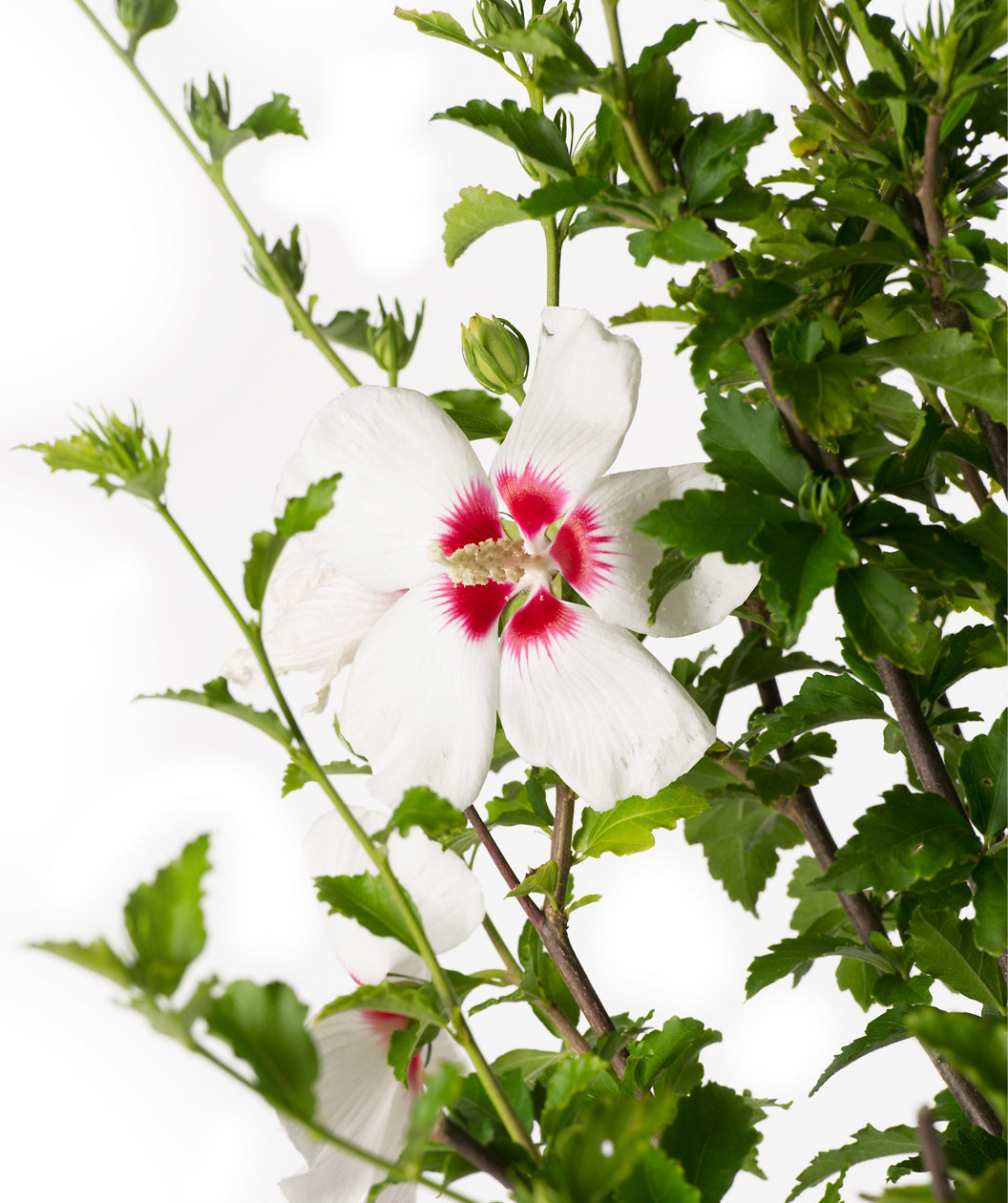 Close up of Red Heart Rose of Sharon Hibiscus flower, medium sized 5 petal flower that is white in color with a redish-pink center