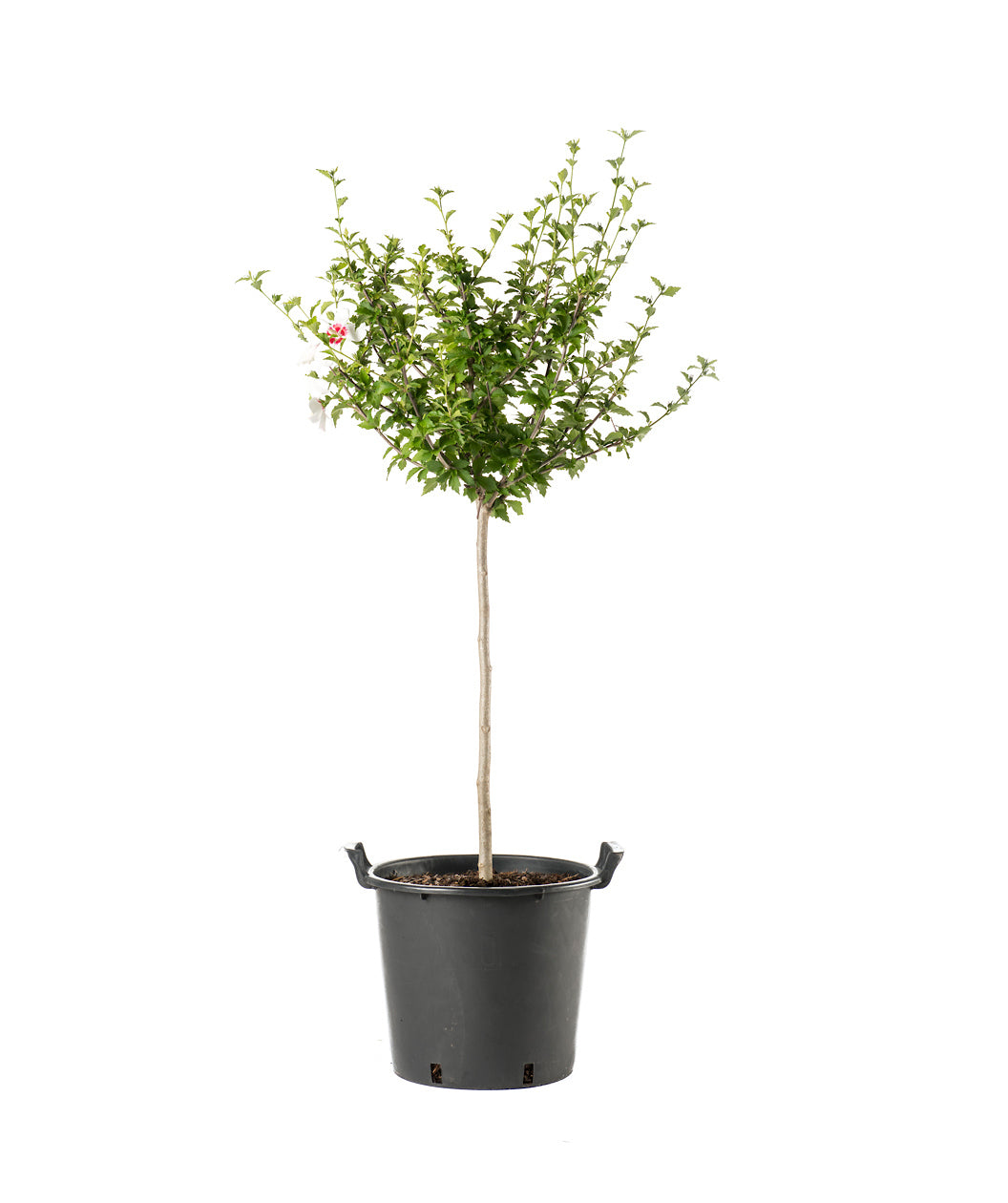 Red Heart Rose of Sharon Hibiscus product shot on white, green pyramidal shaped foliage with medium sized white flowers with redish-pink centers
