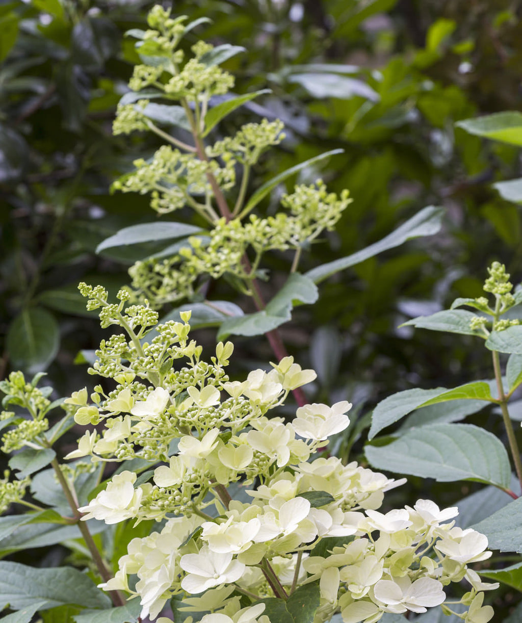 Close up of Pink Diamond Hydrangea early flowers, as the flowers begin to open from their light green buds they start as a white color before turning pink