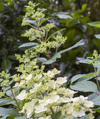 Close up of Pink Diamond Hydrangea early flowers, as the flowers begin to open from their light green buds they start as a white color before turning pink