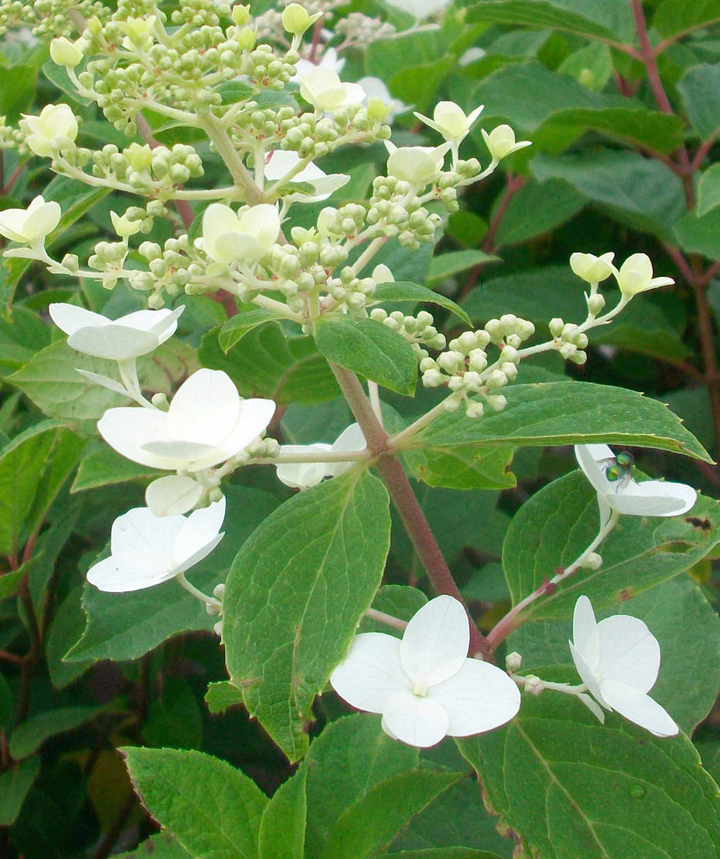 Close up of Pink Diamond Hydrangea early flowers, as the flowers begin to open from their light green buds they start as a white color before turning pink