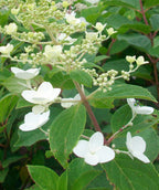 Close up of Pink Diamond Hydrangea early flowers, as the flowers begin to open from their light green buds they start as a white color before turning pink