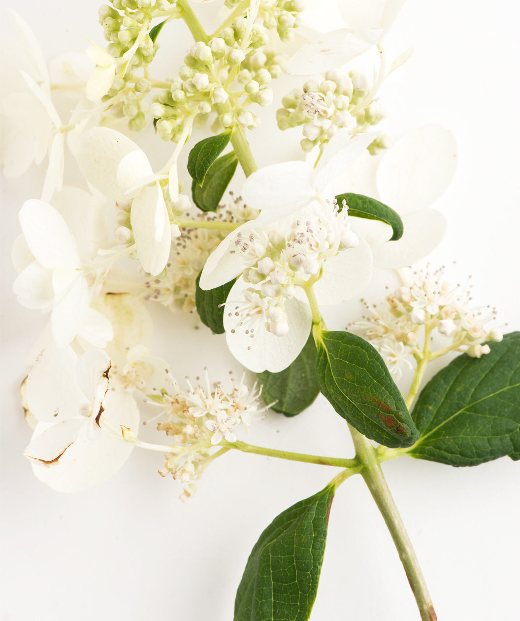 Pink Diamond Hydrangea branch on white, small light green flower buds and small white flowers on a pyramidal shaped flower cluster with dark green conical shaped leaves