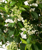 Close up of Pink Diamond Hydrangea early flowers, as the flowers begin to open from their light green buds they start as a white color before turning pink, emerging from conical shaped dark green leaves