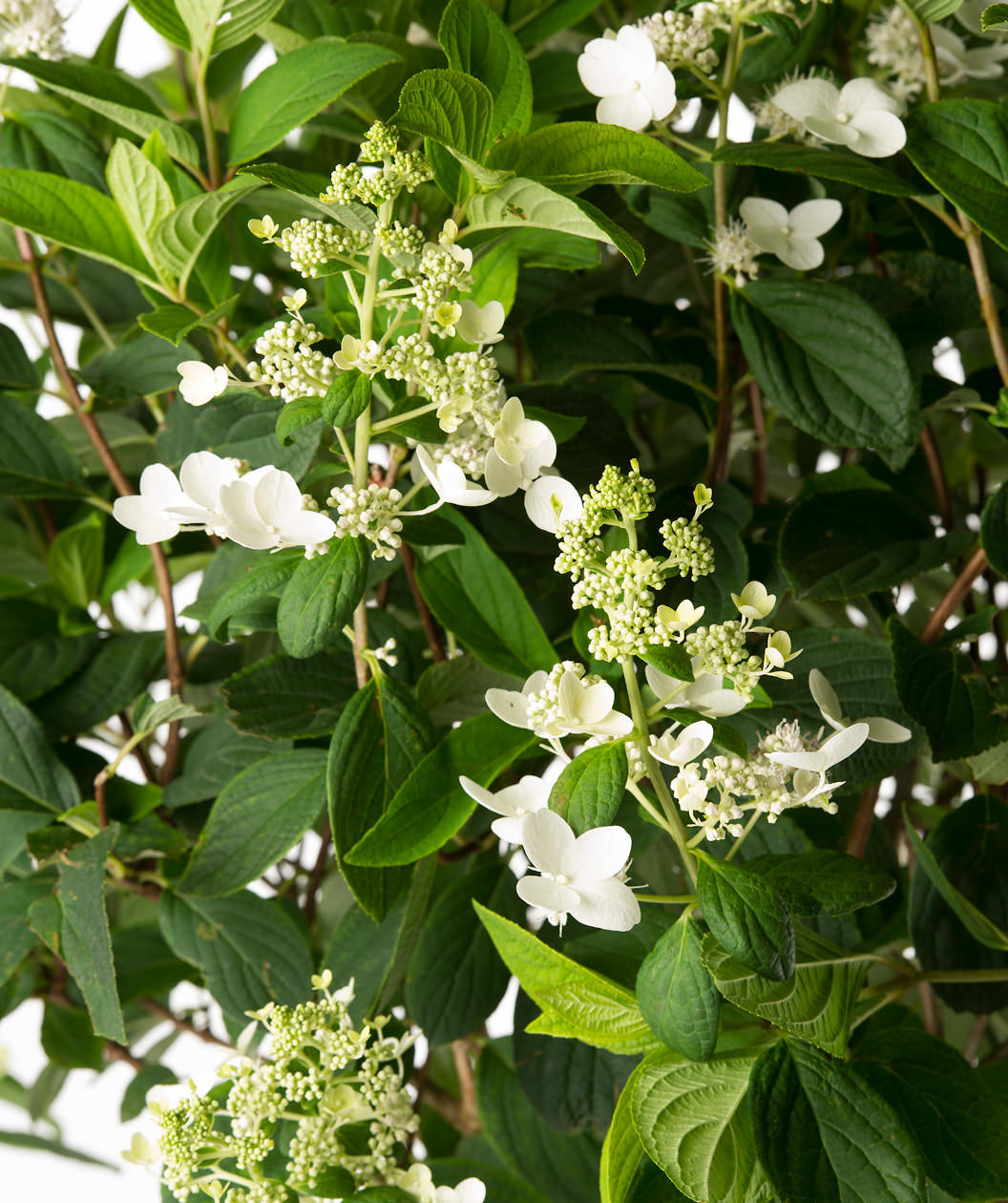 Close up of Pink Diamond Hydrangea early flowers, as the flowers begin to open from their light green buds they start as a white color before turning pink, emerging from conical shaped dark green leaves
