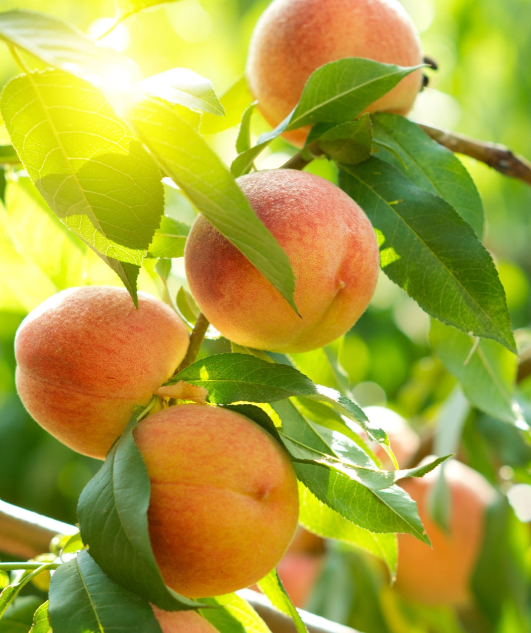 Close up of Halehaven Peach, various round fuzzy fruit that are orange in color with red blush growing on a tree with oblong green leaves