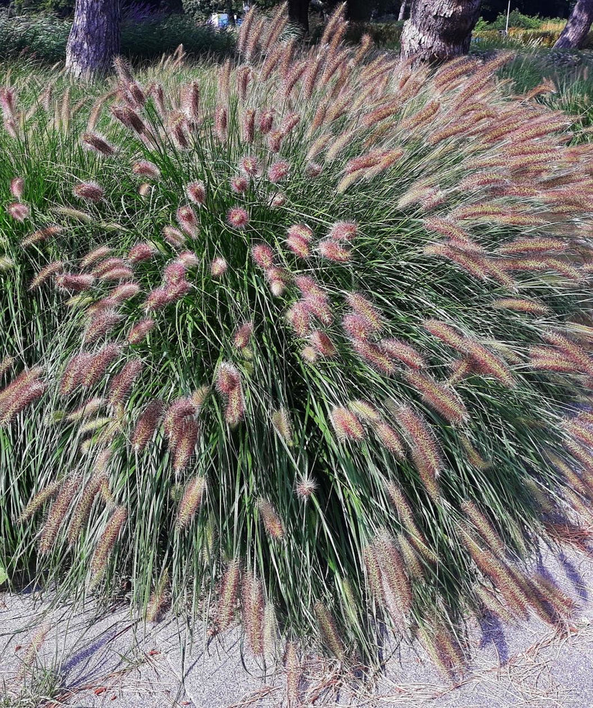 Hameln Rabatt Dwarf Mexican Feather Grass