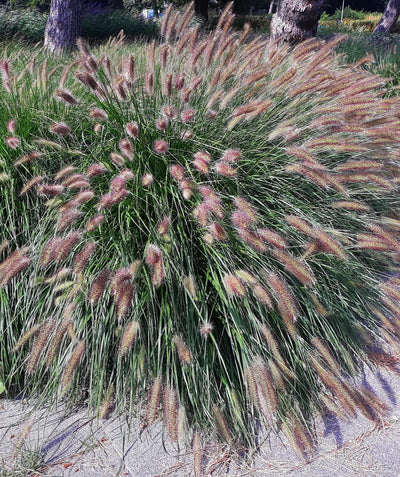 Hameln Dwarf Fountain Grass planted in a landscape, long green round growing ornamental grass with feathery pinkish-purple seed pods