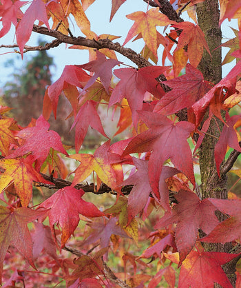 A close up of the star shaped foliage, showing the yellow, red and orange fall color of the Happidaze Sweetgum