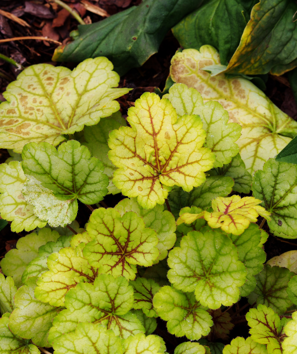 Happy Flames Coral Bells