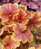 Happy Flames Coral Bells