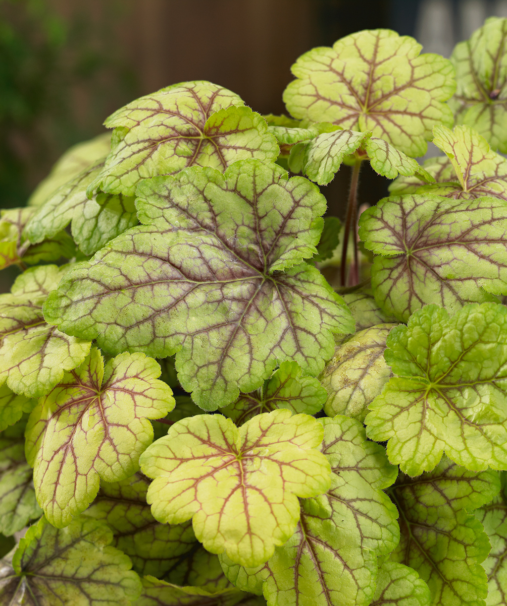 Happy Flames Coral Bells