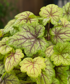 Happy Flames Coral Bells