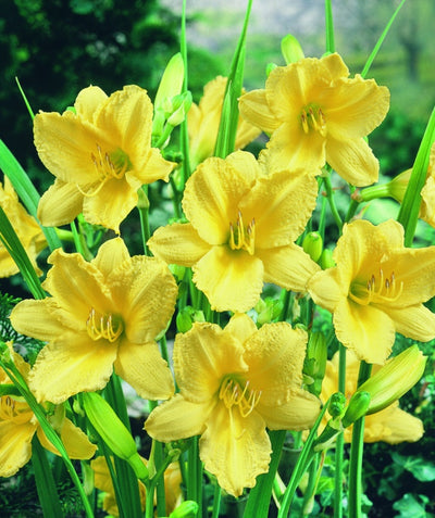 Happy Returns Daylily closeup of yellow flowers sitting atop bright green stalks