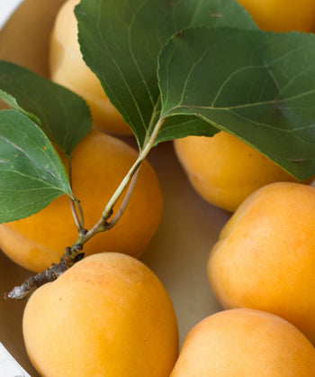 Close up of Harcot Apricot, various round orange colored fruit