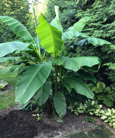 Northern Wonder Hardy Banana planted in landscape with large tropical green leaves 