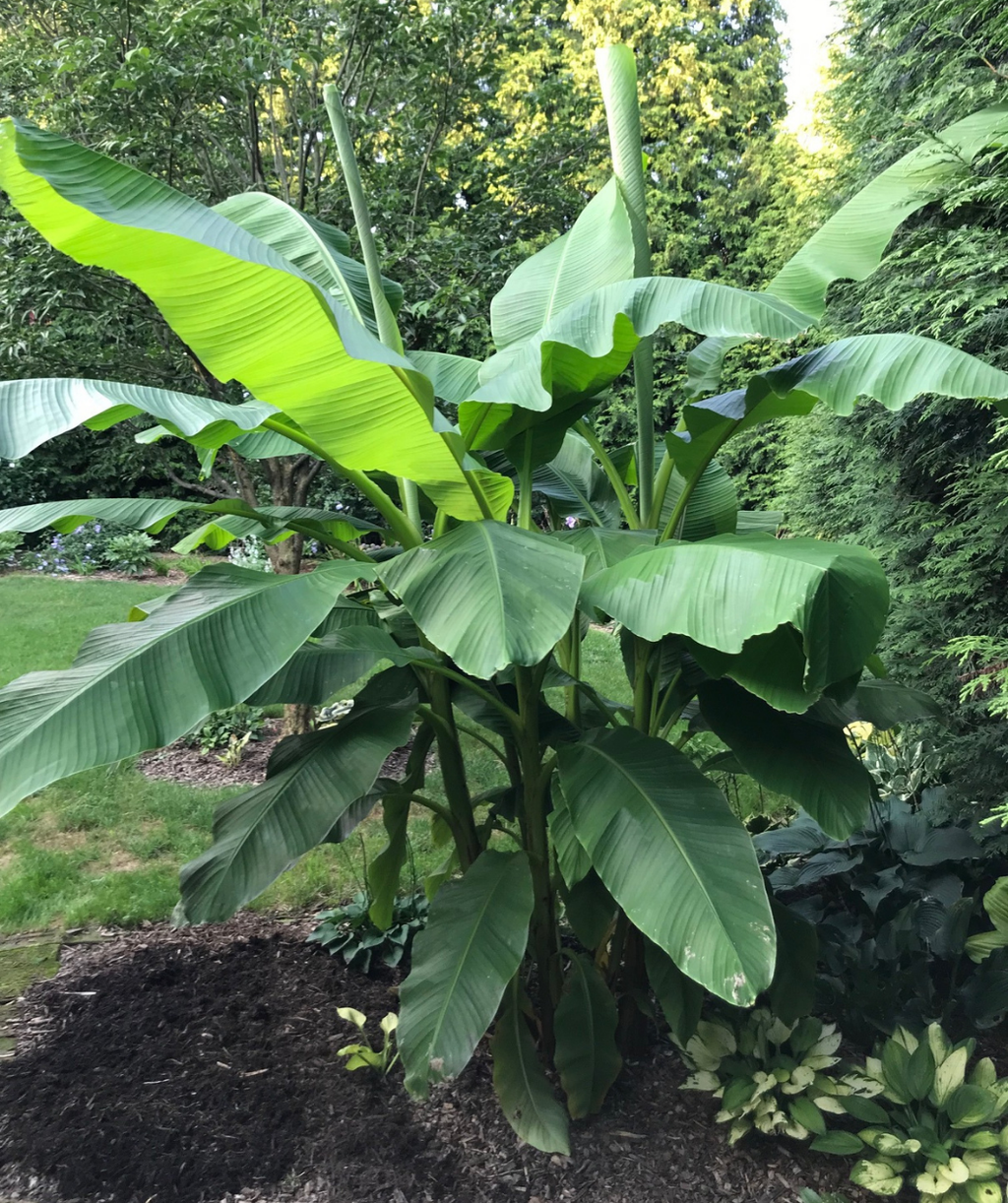Hardy Banana planted in landscape with large green leaves spanning wide in the landscape