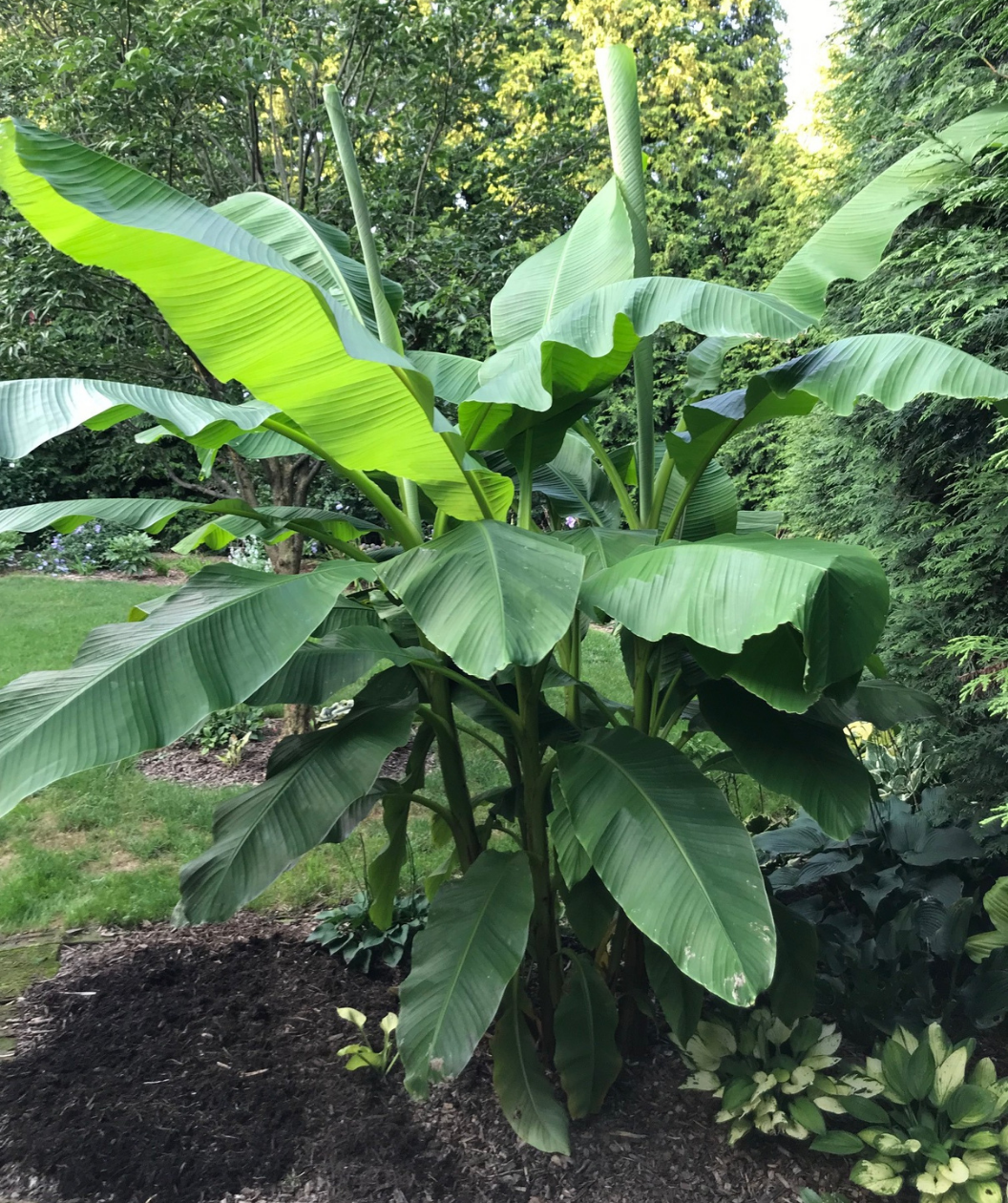 Hardy Banana planted in landscape with large green leaves spanning wide in the landscape