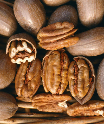 Hark Pecans, shelled and deshelled pecan nuts in a pile