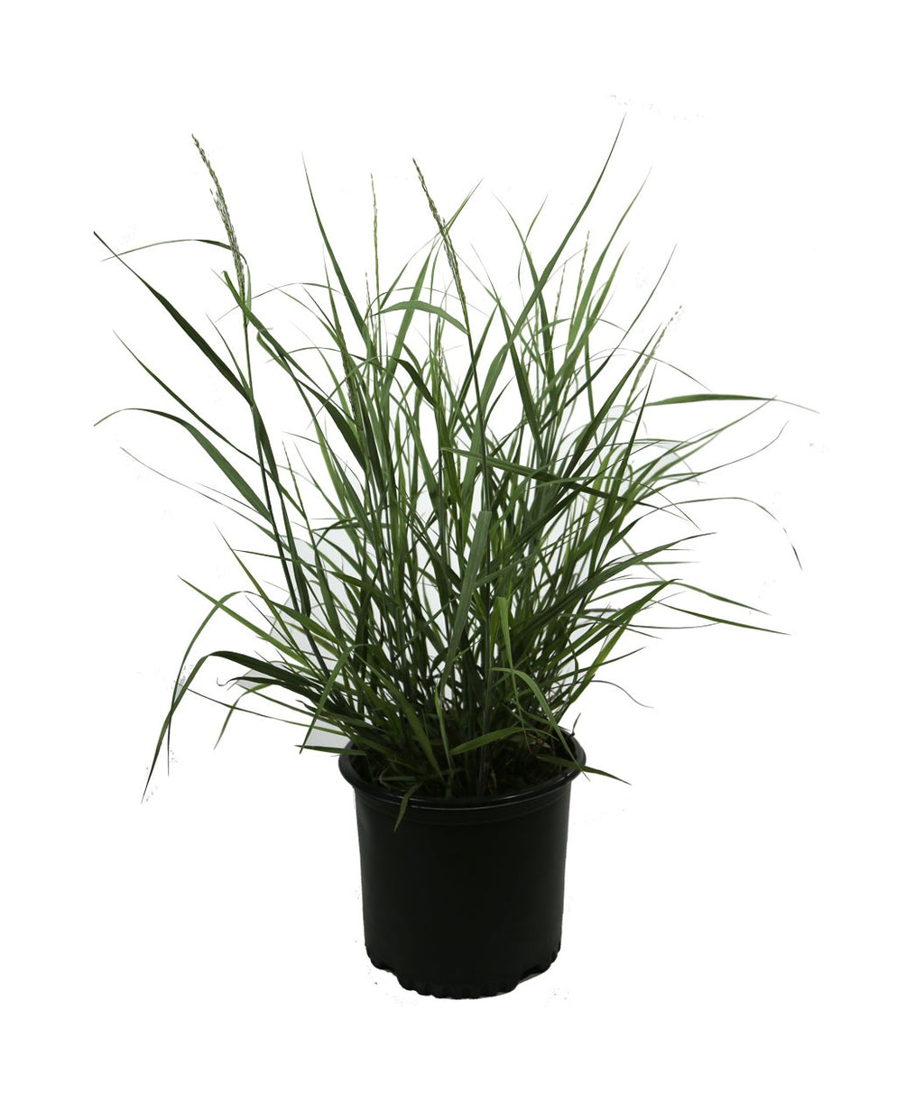Heavy Metal Switchgrass product shot on white, long green-blue colored grass like foliage emerging from a nursery pot