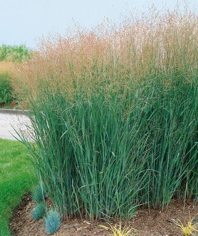 Heavy Metal Switchgrass planted in a landscape, long green-blue colored grass like foliage with wispy yellow-brown seeds at the top