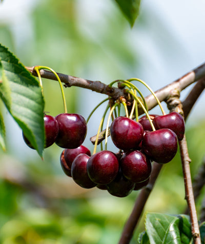 Close up of Hedelfingen Sweet Cherry, various small round dark red cherries growing on a tree