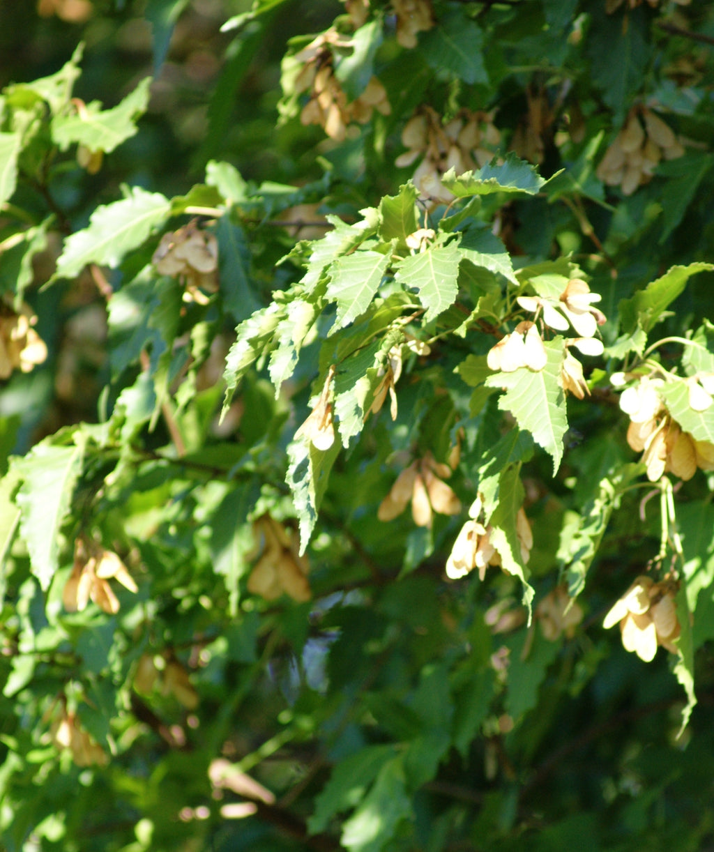 Close up of Hedge Maple foliage, unique green leaves with tan helicopter like seed pods