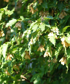 Close up of Hedge Maple foliage, unique green leaves with tan helicopter like seed pods