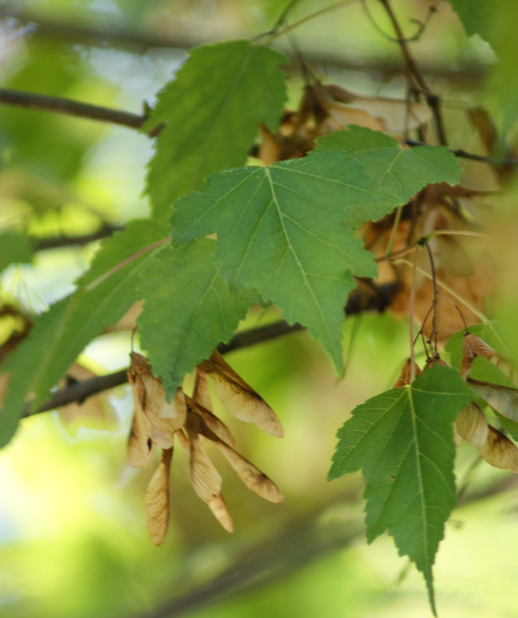 Close up of Hedge Maple leaf, uniquely shaped green leaf with tan helicopter like seed pods
