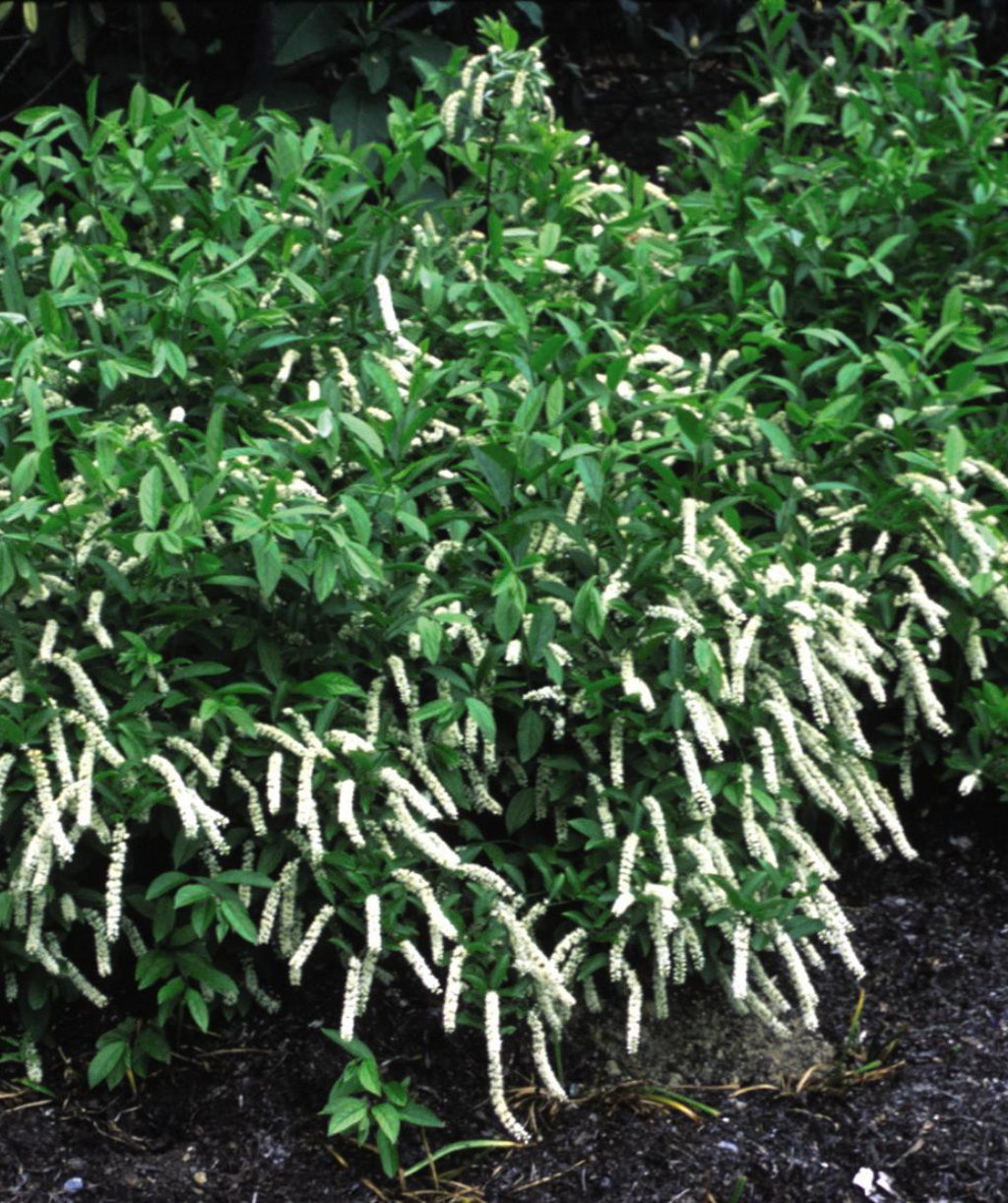 Henry's Garnet Virginia Sweetspire planted in landscape